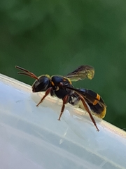 Lasioglossum peraustrale