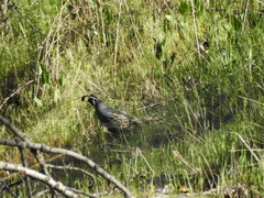 Callipepla californica