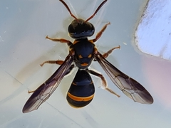 Lasioglossum peraustrale