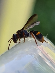 Lasioglossum peraustrale