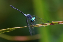 Nephepeltia flavifrons