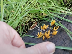Calocera cornea