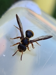 Lasioglossum peraustrale