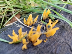 Calocera cornea
