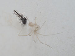 Spermophora senoculata