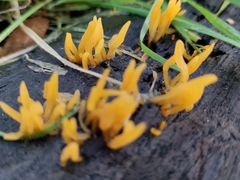 Calocera cornea