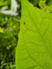 Arthropoda