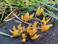 Calocera cornea
