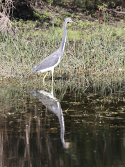 Egretta tricolor image