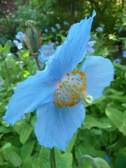 Meconopsis