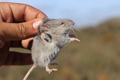 Pseudomys apodemoides