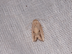Strotihypera macroplaga