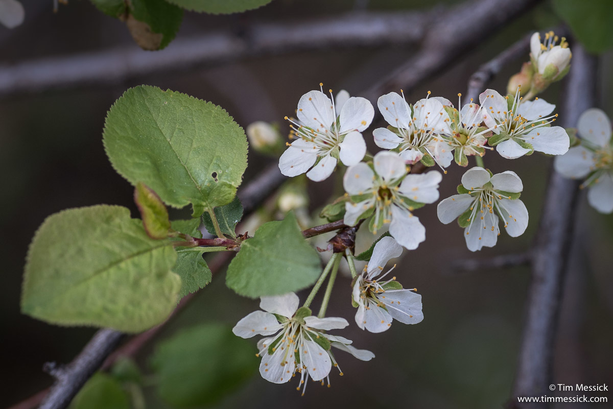 Prunus subcordata