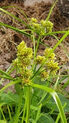 Cyperus eragrostis image