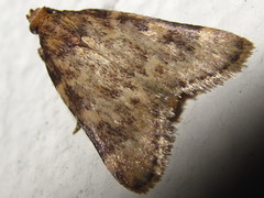 Aglossa dimidiatus