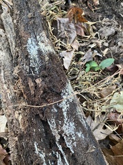 Botryobasidium conspersum