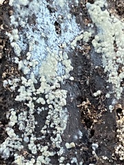 Botryobasidium conspersum