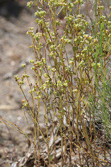 Cryptantha pterocarya pterocarya