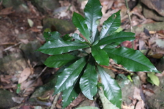 Eupomatia bennettii
