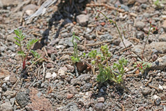 Cryptantha pterocarya pterocarya