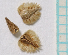 Cryptantha pterocarya pterocarya