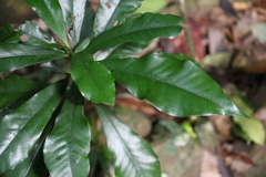 Eupomatia bennettii