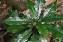 Eupomatia bennettii