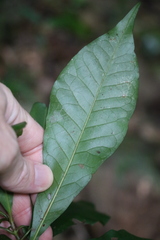 Eupomatia bennettii