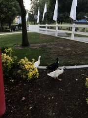 Anas platyrhynchos domesticus