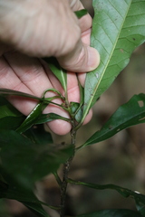 Eupomatia bennettii