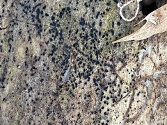 Berkleasmium concinnum