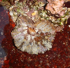 Actinostella bradleyi