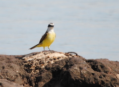 Pitangus sulphuratus