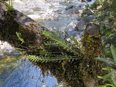Podochilus australiensis