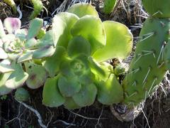 Aeonium canariense image