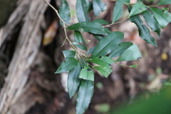 Diospyros pentamera