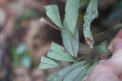 Diospyros pentamera