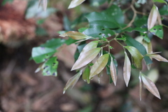 Diospyros pentamera