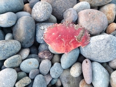 Platyxanthus orbignyi