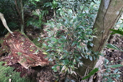 Diospyros pentamera