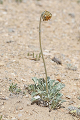 Enceliopsis nudicaulis