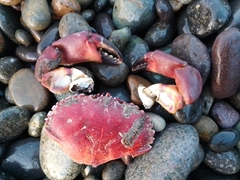 Platyxanthus orbignyi