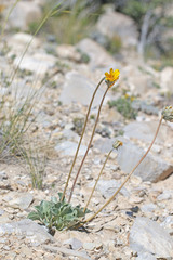 Enceliopsis nudicaulis