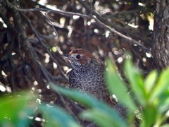 Dasyornis broadbenti