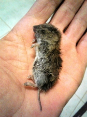 Microtus lusitanicus