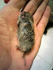 Microtus lusitanicus