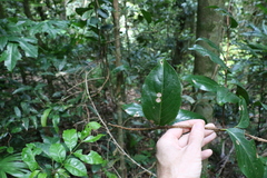 Celastrus subspicatus