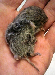 Microtus lusitanicus