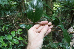 Celastrus subspicatus