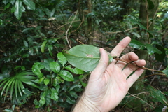 Celastrus subspicatus